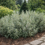 Vŕba biela (Salix alba) ´ICEBERG ALLEY´® -výška 20-30 cm, kont. C2L-stĺpovitá